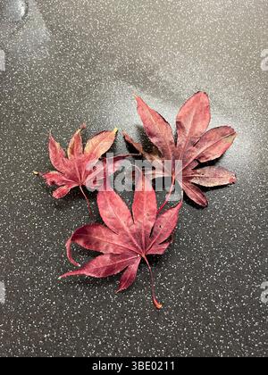 Tre foglie autunnali rosse su una superficie scura Foto Stock