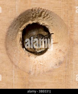 Il Bumble Bee si affaccia sul Bee Hotel Foto Stock
