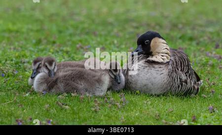 Nene (oca hawaiana) Foto Stock