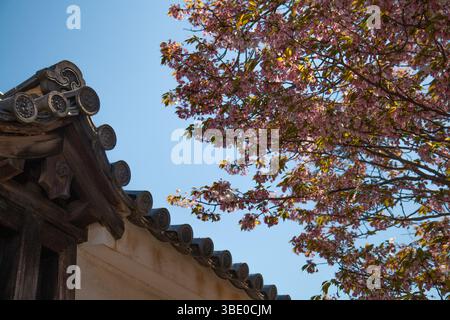 Primo piano di un angolo del tetto piastrellato del tempio incorniciato da fiori di ciliegio in fiore a Kyoto, Giappone, sotto la luce soffusa della primavera Foto Stock