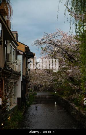 Un airone solitario sorge in uno stretto canale di Kyoto fiancheggiato da fiori di ciliegio e case tradizionali sotto la luce soffusa della primavera Foto Stock