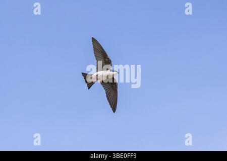 Una rondine d'albero (Tachycineta bicolor) vola. Foto Stock