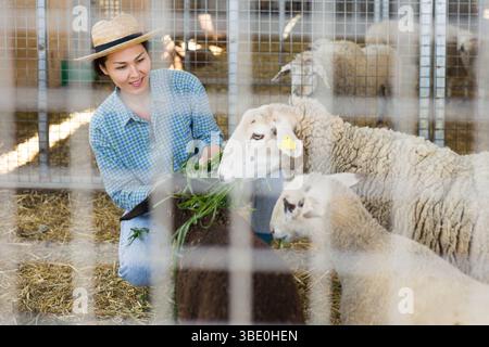 Donna asiatica sorridente allevatore di bestiame che mangia pecore Foto Stock