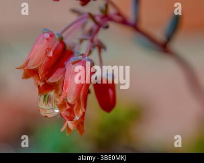 Macrofotografia di una goccia di pioggia appesa a un succulento fiore, con parte di un muro di mattoni che si riflette su di esso, in un giardino nelle Ande orientali. Foto Stock