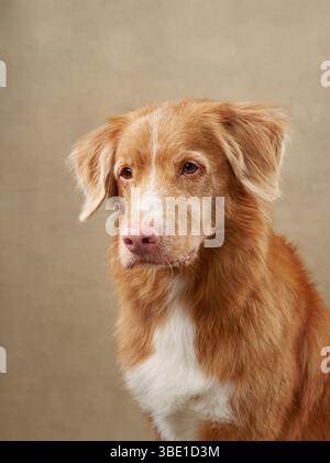 Un Tolling Retriever della Nova Scotia Duck pone un colpo alla testa su uno sfondo beige. La morbida pelliccia dorata e l'espressione delicata del cane irradiano calma e calore Foto Stock