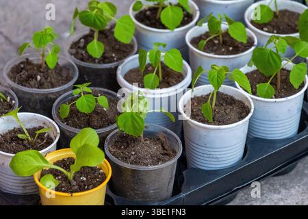 Piccoli vasi di piantina con germogli giovani su davanzale. Foto di alta qualità Foto Stock