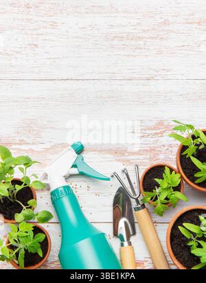 Attrezzi da giardinaggio, flacone spray e piantine di pomodoro disposte su un rustico tavolo di legno bianco, creando una scena di piantagione primaverile Foto Stock