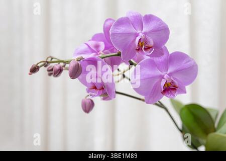 Delicati fiori e gemme di orchidea phalaenopsis rosa su un morbido sfondo bianco, che mostra eleganti petali e colori vivaci. Ideale per fiori, natura, Foto Stock
