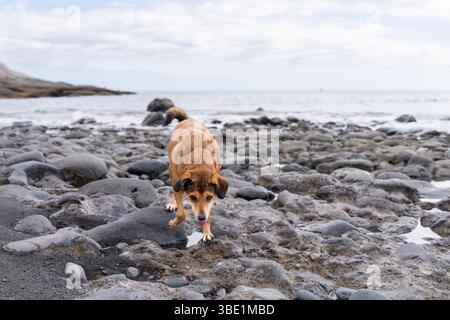 Un cane randagio abbandonato e altamente adattivo in cerca di cibo vicino al mare. Foto Stock