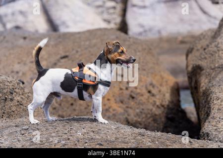 Ritratto di Jack Russell Terrie sulla spiaggia. Cappotto liscio Jack Russell Terrier in piedi su rocce vulcaniche, sulla costa. Vista laterale. Foto Stock