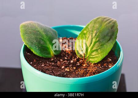 Pianta in vaso con due foglie verdi che emergono dal suolo. La pianta si trova in una pentola azzurra e le foglie hanno una consistenza leggermente sfocata Foto Stock