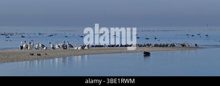 Stormo di uccelli acquatici pellicani cormorani avoceti cigni che riposano sulla sabbia sputa in acque cristalline calme nella giornata limpida a Port Phillip Bay Victoria Australia Foto Stock