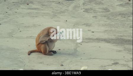 Agra, Uttar Pradesh, India. Monkey estrae il cibo dal sacchetto di plastica. Concetto di problema dell'inquinamento plastico. Vita animale in ambiente urbano. Gli animali vivono Foto Stock