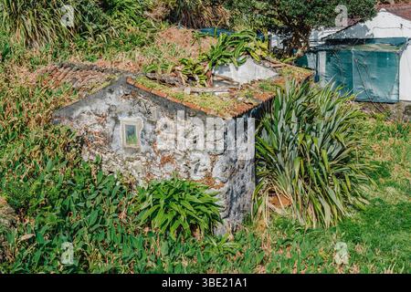 Cottage in pietra ricoperto con tetto in terracotta immerso nella lussureggiante Sao Jorge, fogliame delle Azzorre. Abitazione abbandonata, integrazione naturale, piante verdi, rustiche Foto Stock