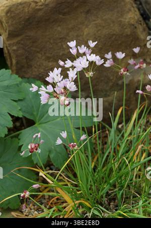 Aglio rosato, Allium roseum var. Bulbiferum, Amaryllidaceae. Mediterraneo. Foto Stock