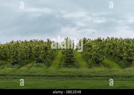 Un pittoresco frutteto inondato di luce soffusa e diffusa sotto un cielo nuvoloso. L'interazione di ombre e fogliame vibrante crea un ambiente tranquillo e allo stesso tempo. Foto Stock