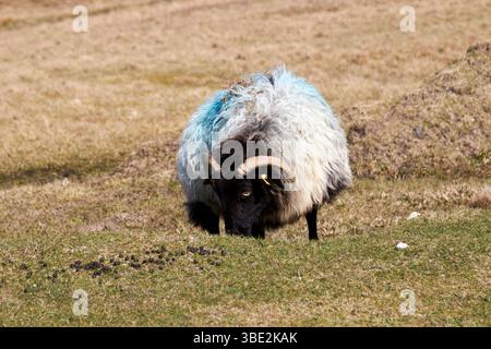 pecore nere che mangiano erba con segni di vernice blu su feltro che mangiano erba sull'isola di achill, nell'irlanda occidentale Foto Stock