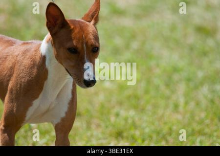 Primo piano di Basenji con sfondo verde Foto Stock