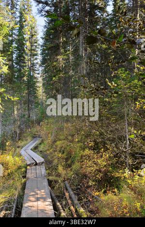 291 passerella sul terreno fangoso dell'anello escursionistico del lago Emerald, sezione che attraversa una fitta foresta di conifere. Yoho NP-Columbia Britannica-Canada Foto Stock