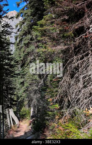 299 sezione su terreno asciutto e sterrato sul sentiero escursionistico del lago Emerald, tratto che attraversa una fitta foresta di conifere. Yoho NP-Columbia Britannica-Canada. Foto Stock