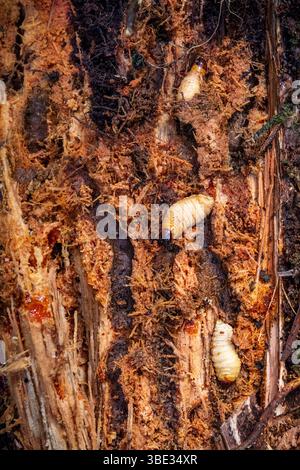 Indonesia, arcipelago di Mentawai, isola di Siberut, parco nazionale di Siberut, riserva della biosfera, tra i Mentawai o i Fiori, alla ricerca di Red Palm Weevil (Rhynchophorus ferrugineus) o di larve di Palm Worm in un tronco di albero di Sago (Metroxylon sagu) Foto Stock