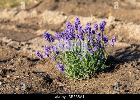 Piccola pianta di lavanda in un campo Foto Stock