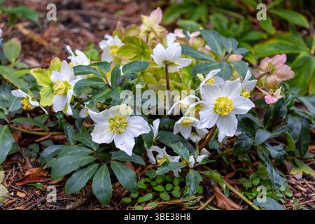 "Rosa di Natale" o "Helleborus niger" o "Hellebore nero", pianta perenne sempreverde della famiglia delle "Ranunculaceae". Dublino, Irlanda Foto Stock