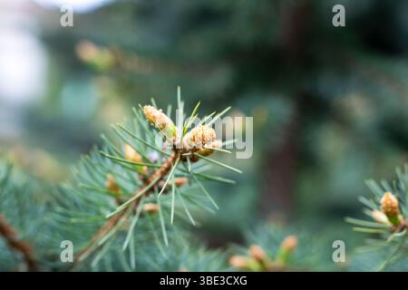 Un'immagine dettagliata di un cono di pino che riposa graziosamente su un ramo d'albero, mostrando la sua bellezza e consistenza naturale Foto Stock