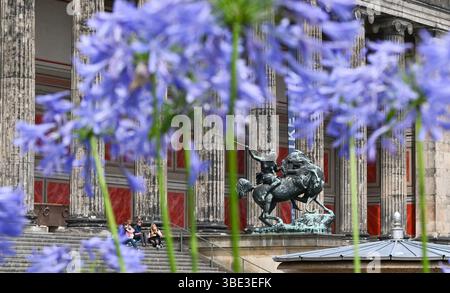 Berlino, Germania. 27 maggio 2025. L'alte Museum am Lustgarten a Mitte è visibile dietro piante fiorite e fa parte del complesso di edifici sull'Isola dei Musei e patrimonio dell'umanità dell'UNESCO. Crediti: Jens Kalaene/dpa/Alamy Live News Foto Stock