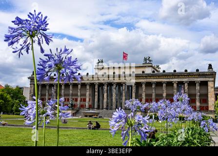 Berlino, Germania. 27 maggio 2025. L'alte Museum am Lustgarten a Mitte è visibile dietro piante fiorite e fa parte del complesso di edifici sull'Isola dei Musei e patrimonio dell'umanità dell'UNESCO. Crediti: Jens Kalaene/dpa/Alamy Live News Foto Stock
