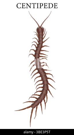 Illustrazione di un piccolo insetto con molte gambe, il centopede Foto Stock