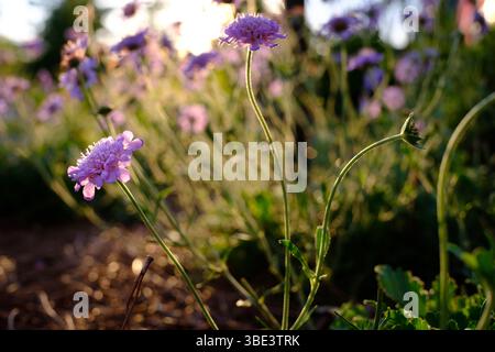 Fiori di Scabiosa fioriscono nel giardino illuminato dal sole Foto Stock