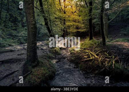 Cascate di Golitha. Il fiume Fowey scorre attraverso l'antico bosco di Draynes Wood sulla Bodmin Moor in Cornovaglia nel Regno Unito. Foto Stock
