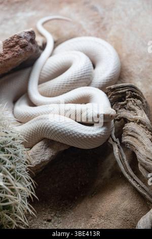 Un serpente albino avvolto elegantemente su uno sfondo minimalista terraria.Serpente nero di ratto leucistico. Foto Stock