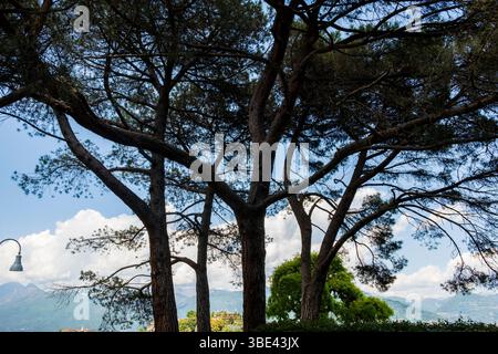 Alberi che si stagliano contro un cielo blu sul Lago maggiore, Italia Foto Stock