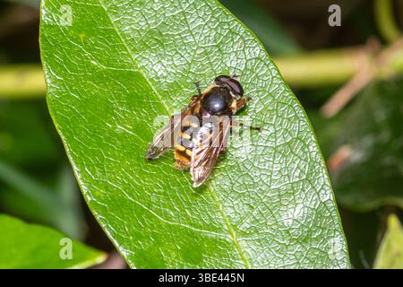 Bog hoverfly (Sericomyia silentis, chiamato anche hoverfly di torba barrata gialla), Inghilterra, Regno Unito Foto Stock