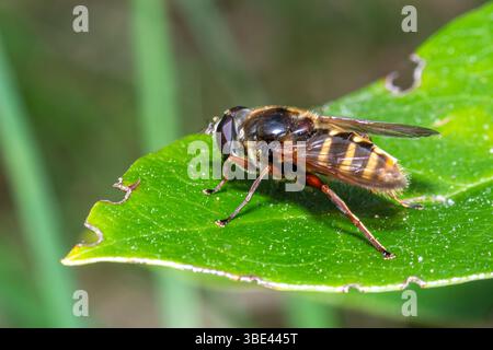 Bog hoverfly (Sericomyia silentis, chiamato anche hoverfly di torba barrata gialla), Inghilterra, Regno Unito Foto Stock