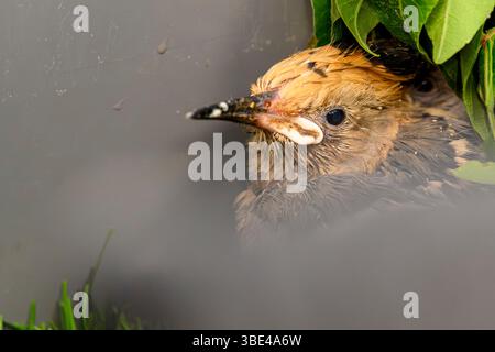 Il personale ospedaliero si prende cura e alimenta una covata di nidi orfani eurasiatici (Upupa epops هدهد ) presso l'ospedale israeliano Wildlife Hospital, Ramat Gan, i Foto Stock