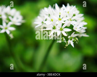 Allium ursinum o fiori di aglio selvatico a Mackintosh Park Knaresborough North Yorkshire, Inghilterra Foto Stock