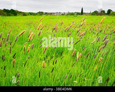 Erba lunga nella brezza in primavera al Knaresborough Forest Park Knaresborough, North Yorkshire, Inghilterra Foto Stock