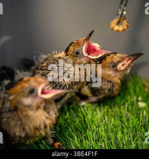 Il personale ospedaliero si prende cura e alimenta una covata di nidi orfani eurasiatici (Upupa epops هدهد ) presso l'ospedale israeliano Wildlife Hospital, Ramat Gan, i Foto Stock