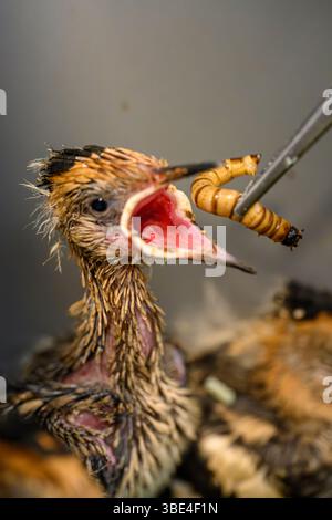 Il personale ospedaliero si prende cura e alimenta una covata di nidi orfani eurasiatici (Upupa epops هدهد ) presso l'ospedale israeliano Wildlife Hospital, Ramat Gan, i Foto Stock