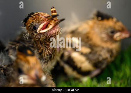 Il personale ospedaliero si prende cura e alimenta una covata di nidi orfani eurasiatici (Upupa epops هدهد ) presso l'ospedale israeliano Wildlife Hospital, Ramat Gan, i Foto Stock