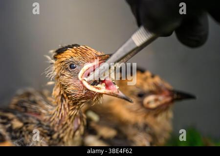 Il personale ospedaliero si prende cura e alimenta una covata di nidi orfani eurasiatici (Upupa epops هدهد ) presso l'ospedale israeliano Wildlife Hospital, Ramat Gan, i Foto Stock
