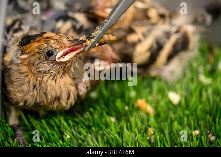 Il personale ospedaliero si prende cura e alimenta una covata di nidi orfani eurasiatici (Upupa epops هدهد ) presso l'ospedale israeliano Wildlife Hospital, Ramat Gan, i Foto Stock