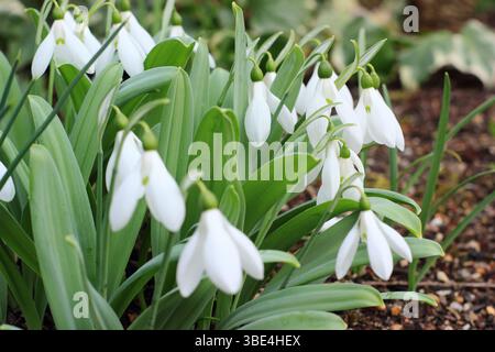 Galanthus elwesii Marjorie Brown Greater snowdrop visualizza lunghi segmenti esterni e una forma a V invertita sui segmenti interni. REGNO UNITO Foto Stock