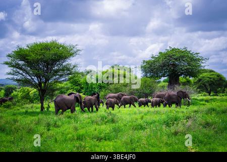 Branco di elefanti che si aggira nella savana del Tarangire National Park Foto Stock