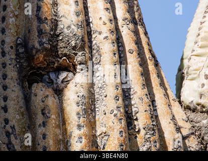 Primo piano di un gufo ben mimetizzato che sbircia da una cavità in un cactus saguaro maturo nel deserto di Sonora sotto il cielo azzurro. Foto Stock