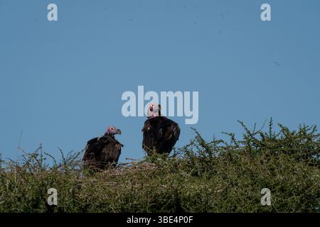 Un paio di avvoltoi con la faccia di lappé arroccati su un cespuglio nel Serengeti Foto Stock