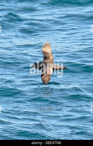 Un Petrel dalla cinta bianca (Procellaria aequinoctialis) che vola in basso sopra l'attuale area di humboldt nell'Oceano Pacifico Foto Stock
